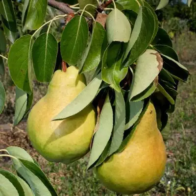 Груша ДЮШЕС ЛЕТНИЙ в Бобруйске