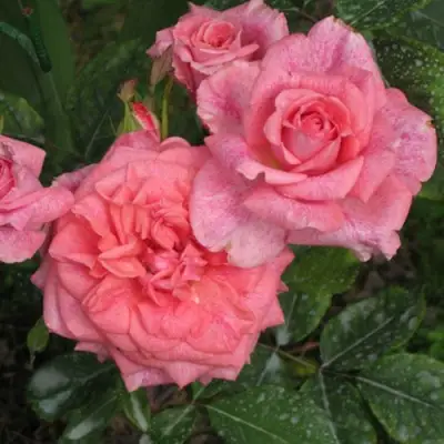 Роза ПЬЕР КАРДЕН чайно-гибридная в Бобруйске