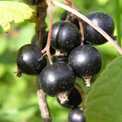 Смородина чёрная ПАМЯТЬ ВАВИЛОВА в Бобруйске