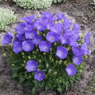 Колокольчик САНТА карпатский в Бобруйске