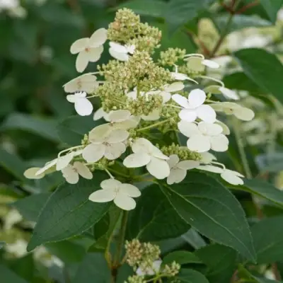 Гортензия ПРИМ ВАЙТ метельчатая в Бобруйске