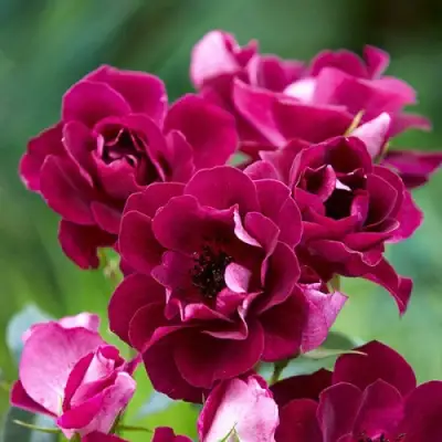 Роза БУРГУНДИ АЙС флорибунда в Бобруйске