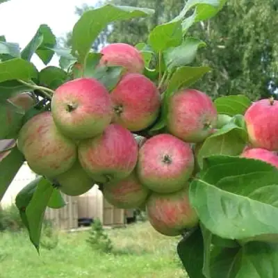 Яблоня ГРУШОВКА МОСКОВСКАЯ в Бобруйске