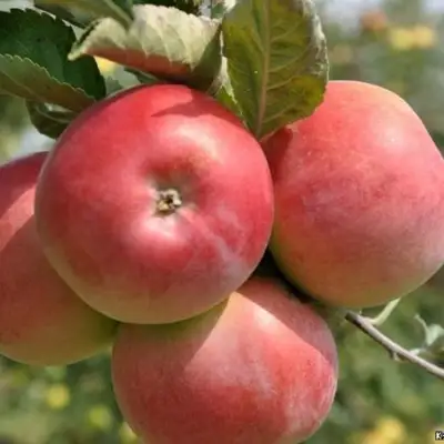 Яблоня ВЭМ-РОЗОВЫЙ в Бобруйске