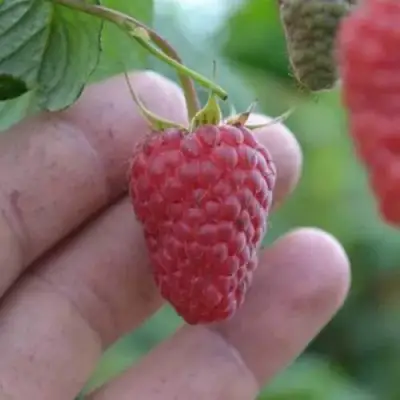 Малина КОРПИКО в Бобруйске