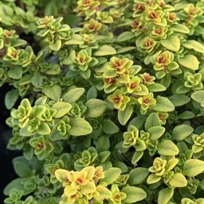 Тимьян АРЧЕРЗ ГОЛД в Бобруйске