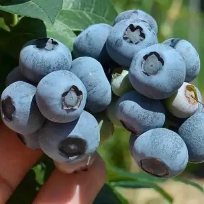 Голубика СИЕРРА в Бобруйске