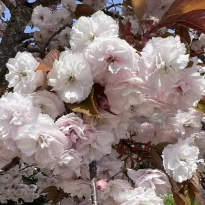 Сакура ШИРОФУГЕН в Бобруйске