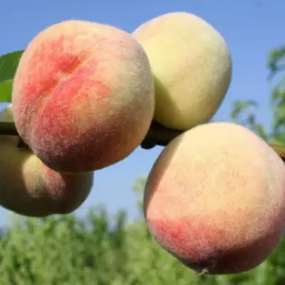 Персик ДОНЕЦКИЙ БЕЛЫЙ в Бобруйске