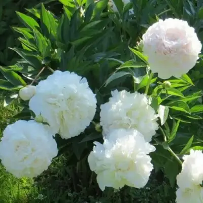 Пион МУН ОВЕР БАРРИНГТОН травянистый в Бобруйске