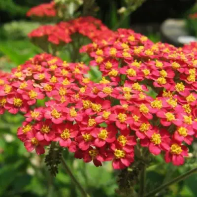 Тысячелистник ПАПРИКА обыкновенный в Бобруйске