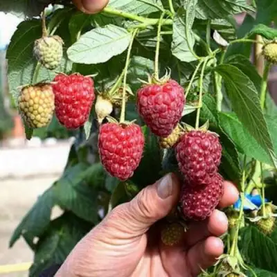 Малина ПОЛЕСЬЕ в Бобруйске