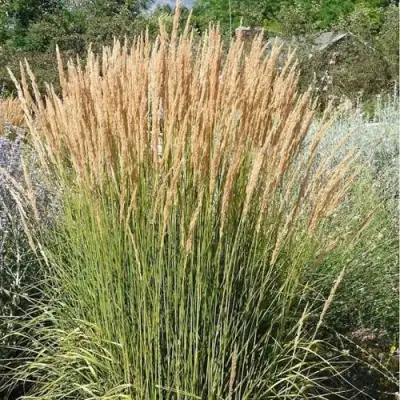 Вейник АВАЛАНШ остроцветковый в Бобруйске