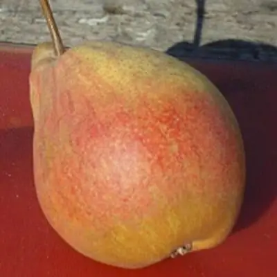 Груша ТАТЬЯНА в Бобруйске