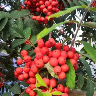 Рябина НЕВЕЖИНСКАЯ сладкоплодная в Бобруйске