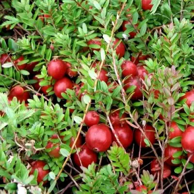 Клюква СТИВЕНС в Бобруйске