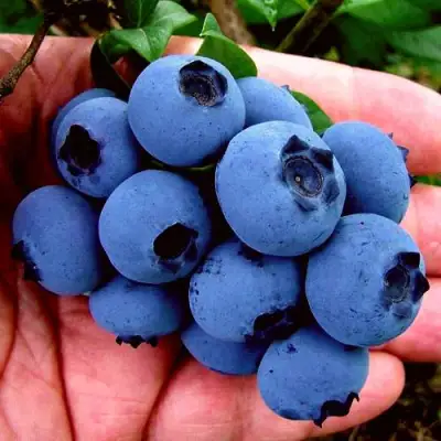 Голубика РЕКА в Бобруйске