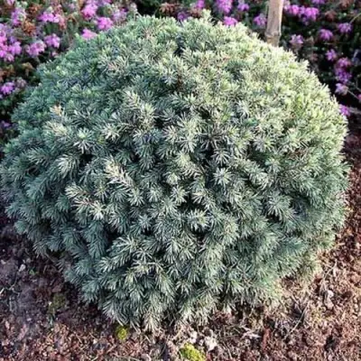 Ель ЭХИНИФОРМИС сизая в Бобруйске