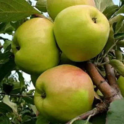 Яблоня БРАТ ЧУДНОГО стелющаяся в Бобруйске