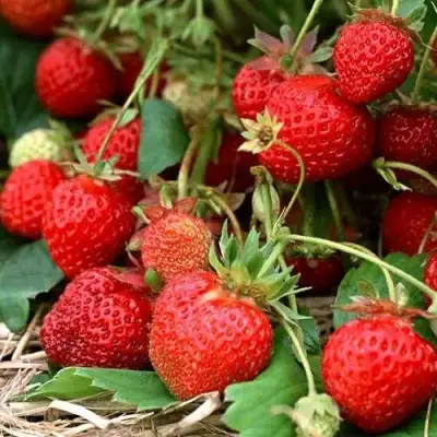 Клубника САН АНДРЕАС ремонтантная в Бобруйске