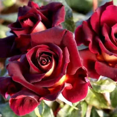 Роза ЭДДИ МИТЧЕЛЛ чайно-гибридная в Бобруйске