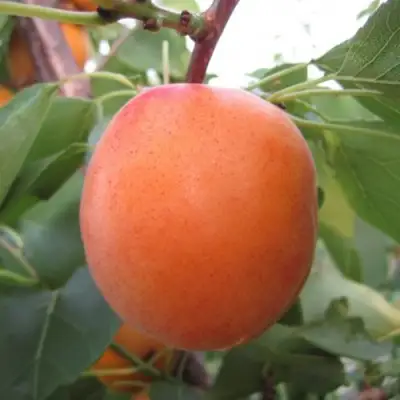Абрикос ГОЛД РИЧ в Бобруйске