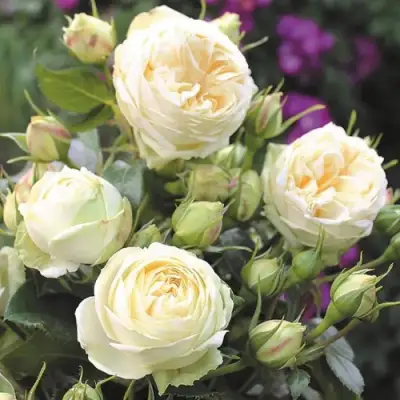 Роза ВЕНДИНГ ПИАНО чайно-гибридная в Бобруйске