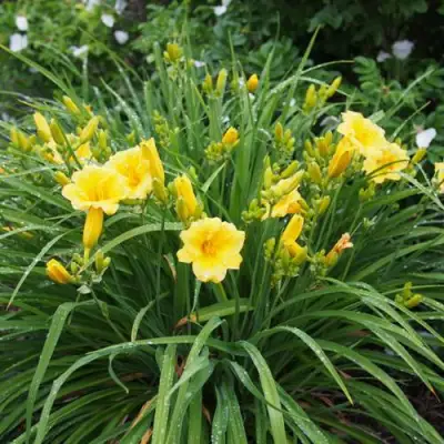 Лилейник СТЕЛЛА ДЕ ОРО гибридный в Бобруйске