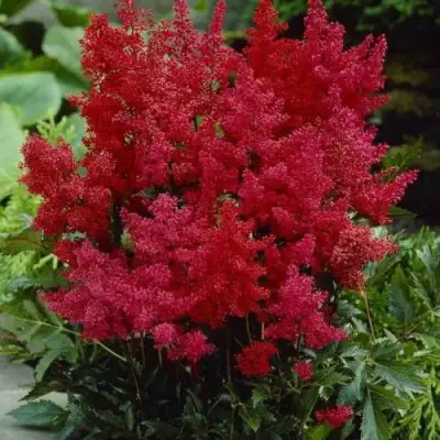 Астильба ГРАНАТ Арендса в Бобруйске