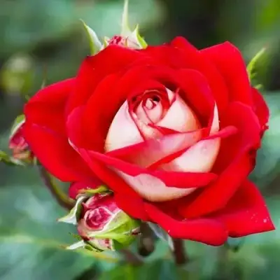 Роза АЛЬЯНС чайно-гибридная в Бобруйске