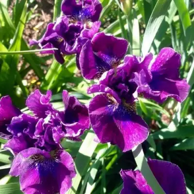 Ирис БАНДЛ ОВ ДЖОЙ сибирский в Бобруйске