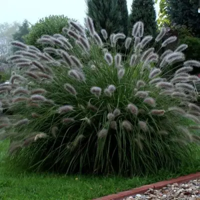 Пеннисетум ЛЕДИ Ю в Бобруйске