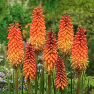 Книфофия АЛЬКАЗАР гибридная в Бобруйске