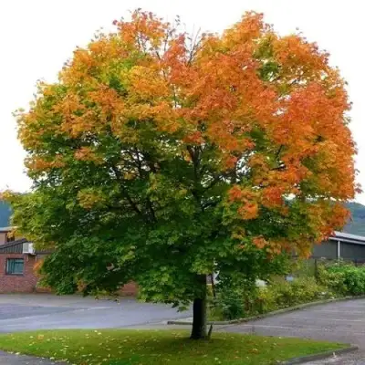 Клен остролистный в Бобруйске