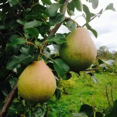 Груша ЛИРА в Бобруйске