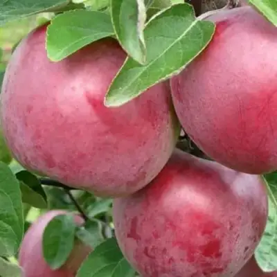 Яблоня АЛЕСЯ в Бобруйске