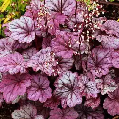 Гейхера ШУГА ФРОСТИНГ в Бобруйске