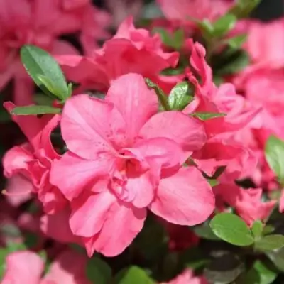 Азалия РОКОКО японская в Бобруйске