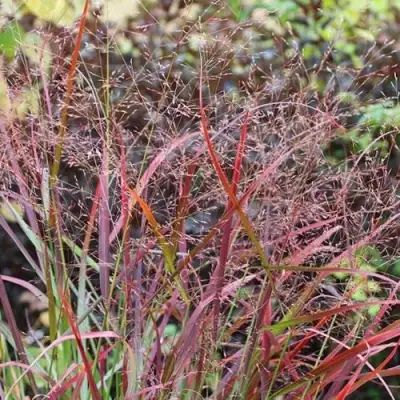 Просо РЕБРАУН прутьевидное в Бобруйске