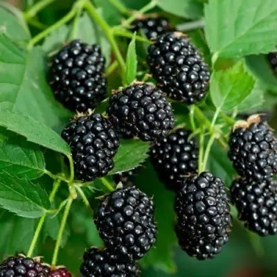 Ежевика ЛОХТЕЙ бесшипная в Бобруйске