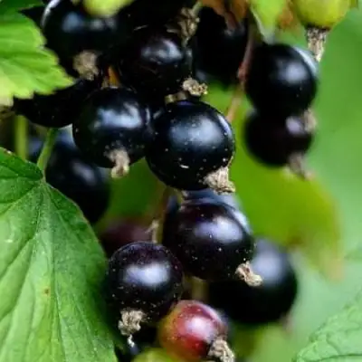 Смородина чёрная КАТЮША в Бобруйске