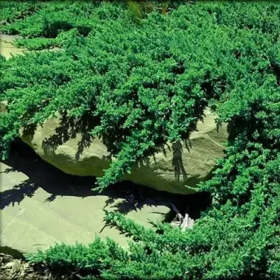 Можжевельник НАНА лежачий в Бобруйске