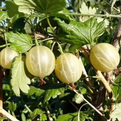 Крыжовник БЕЛОРУCСКИЙ САХАРНЫЙ 2 в Бобруйске