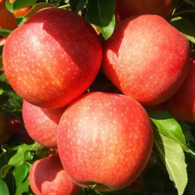 Яблоня ГАЛА ШНИГА в Бобруйске