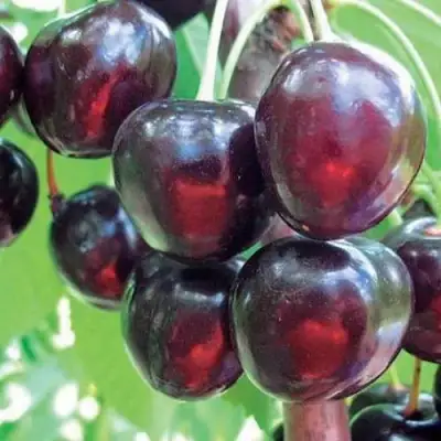 Черешня ЛЮБИМИЦА АСТАХОВА в Бобруйске