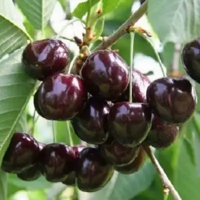 Черешня ЛЕНИНГРАДСКАЯ ЧЁРНАЯ в Бобруйске