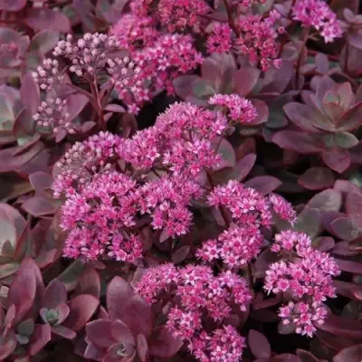 Очиток (седум) САНСПАРКЛЕР ФАЙЕРКРЕКЕР в Бобруйске