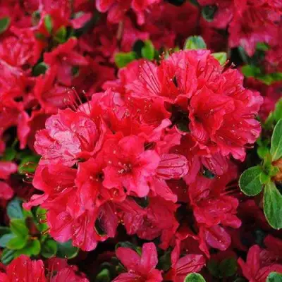 Азалия ХИНО КРИМСОН японская в Бобруйске