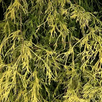 Кипарисовик ФИЛИФЕРА АУРЕА горохоплодный в Бобруйске