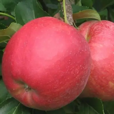 Яблоня РУБИН в Бобруйске